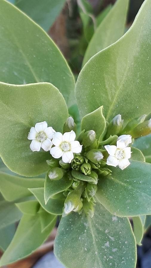 Rhazya stricta flower