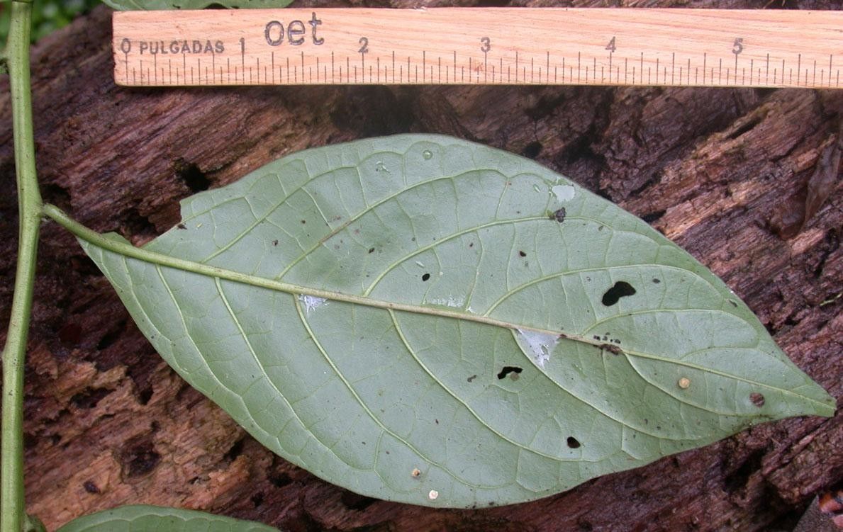 Heliotropium angustiflorum leaf