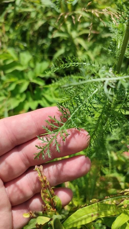 Achillea asiatica — search result for 'Achillea'