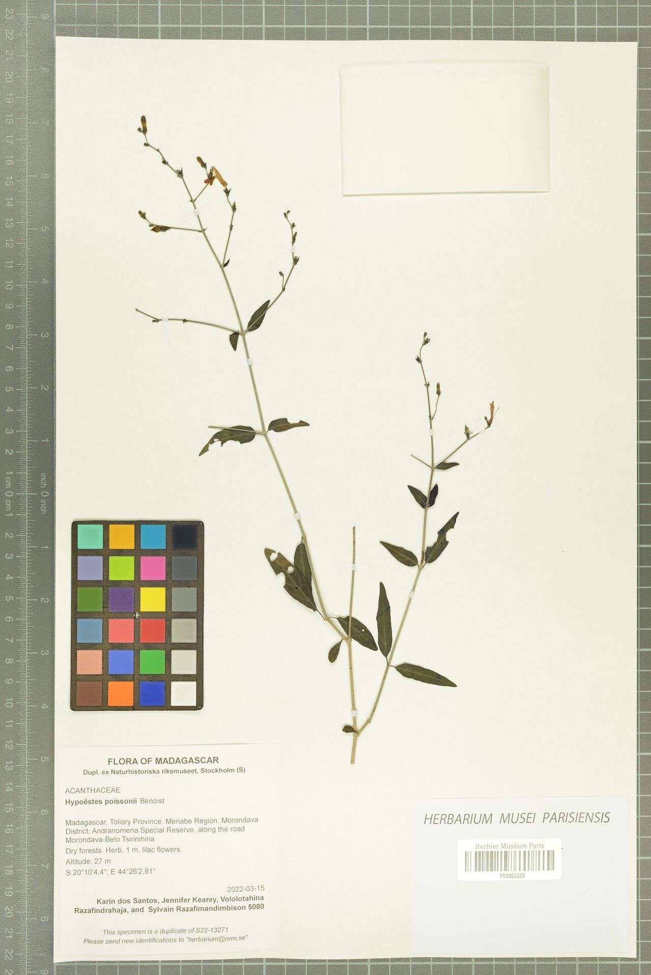 Hypoestes poissonii — houseplant care guide