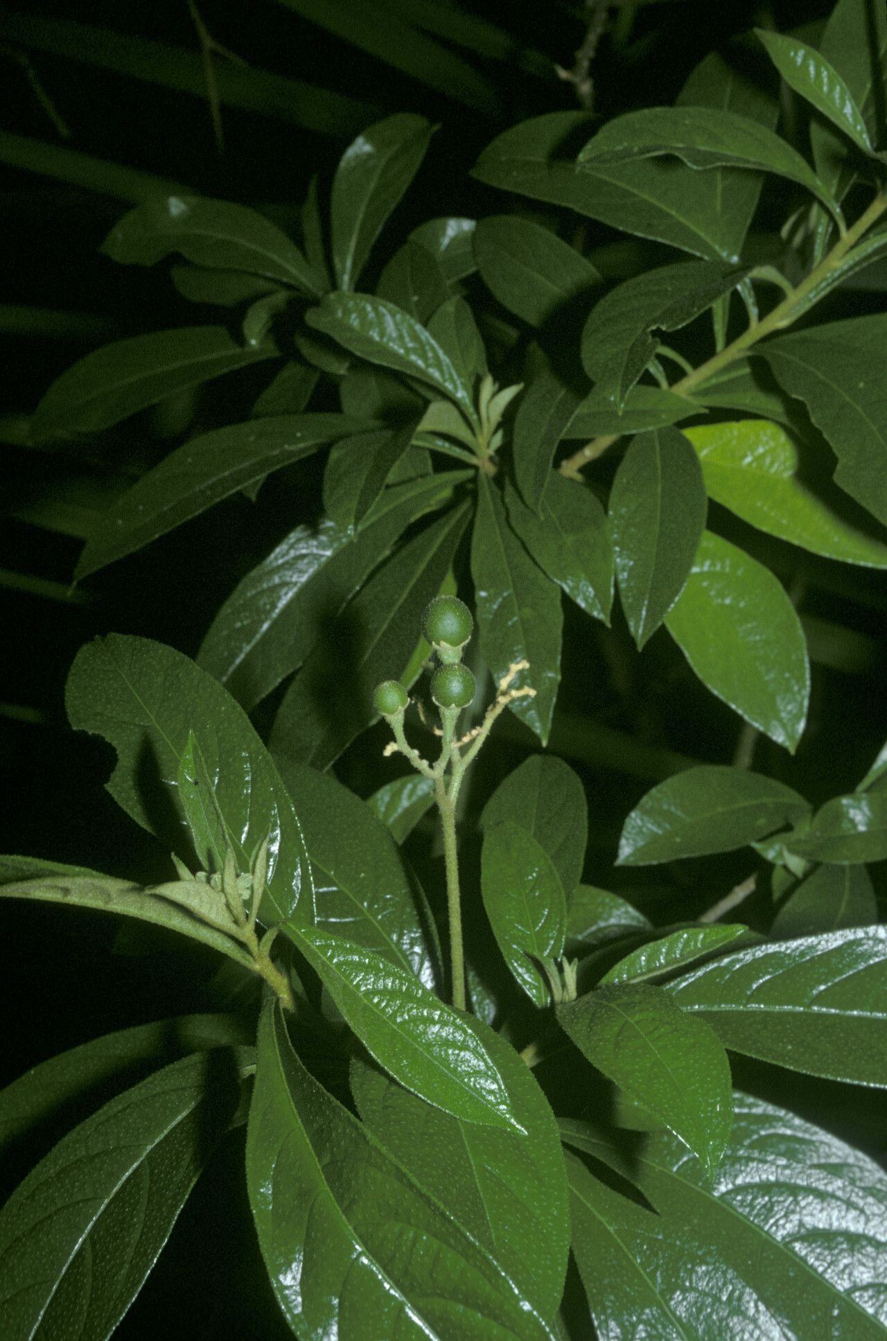Solanum asperum fruit