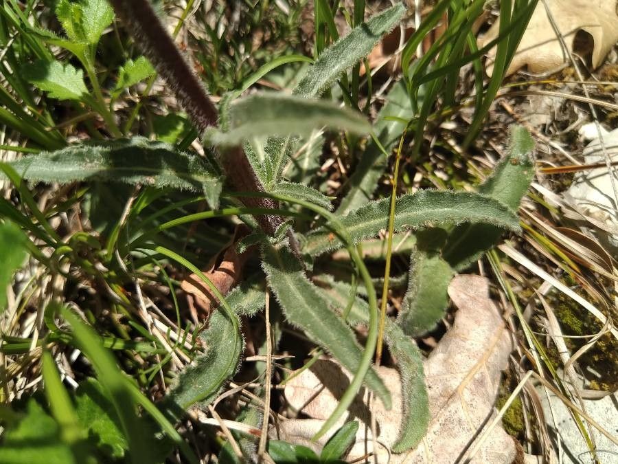 Campanula sibirica — houseplant care guide