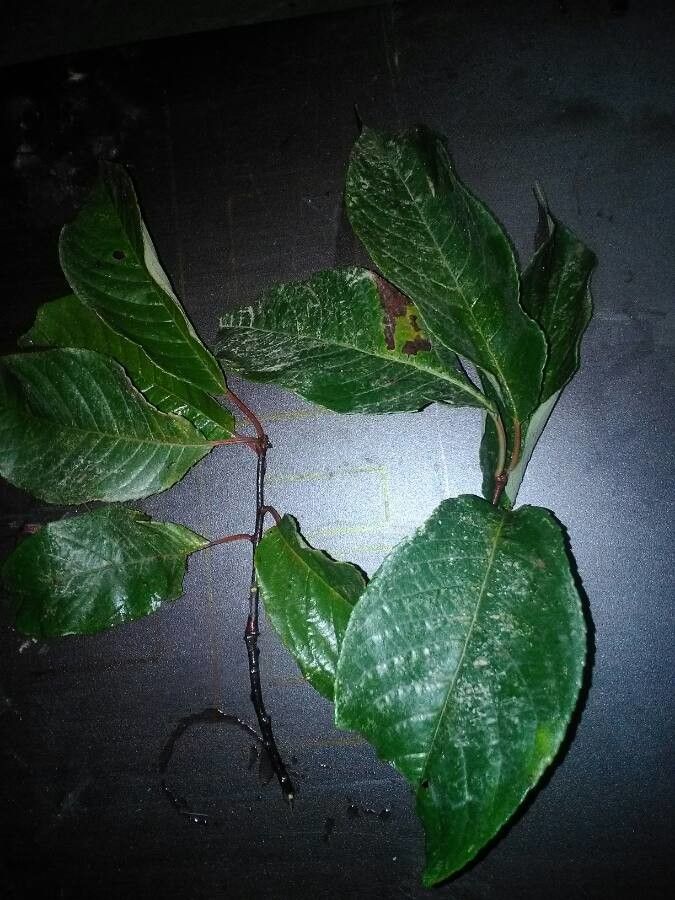 Casearia corymbosa leaf