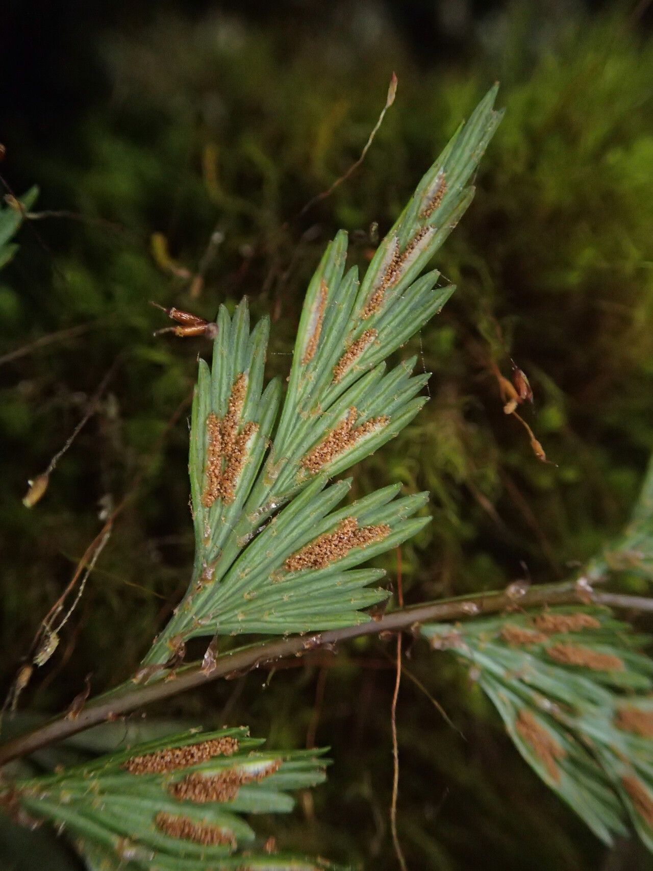 Asplenium uhligii — houseplant care guide