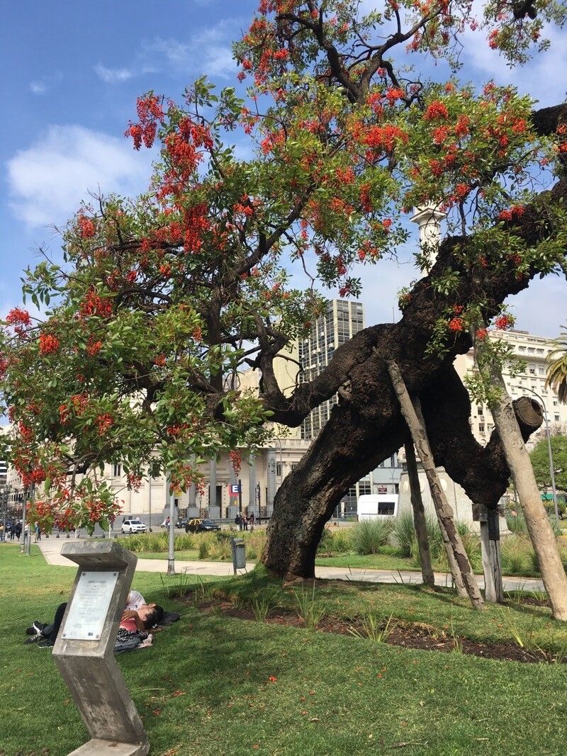Erythrina falcata habit