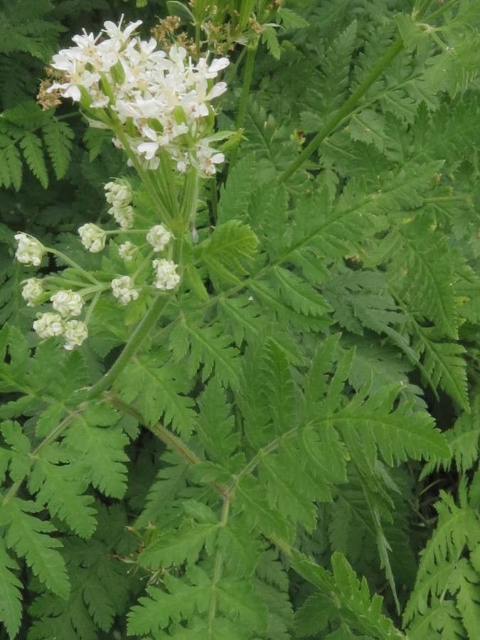 Myrrhis odorata — search result for 'Apiaceae'