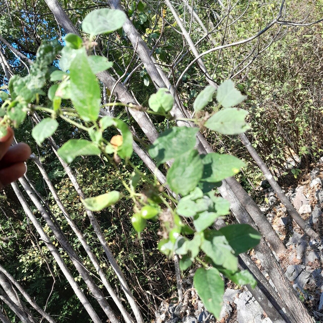 Paederia majungensis leaf