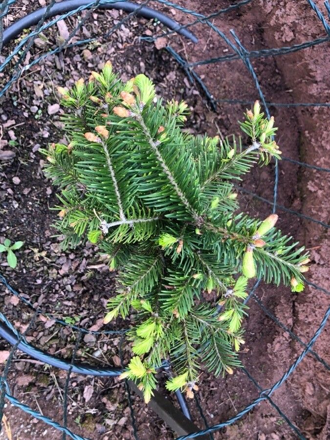 Abies sachalinensis — search result for 'Pinaceae'