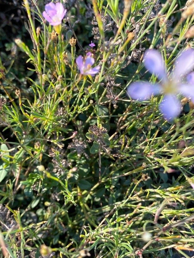 Petrorhagia saxifraga — search result for 'Saxifraga'