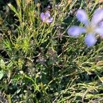 Petrorhagia saxifraga