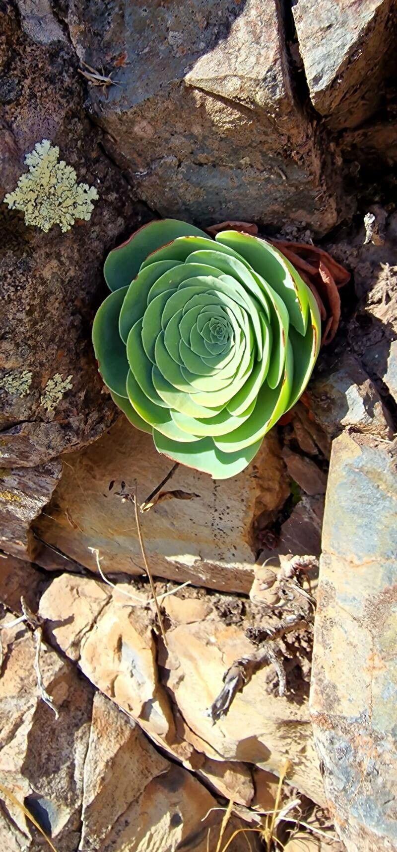 Aeonium aureum leaf