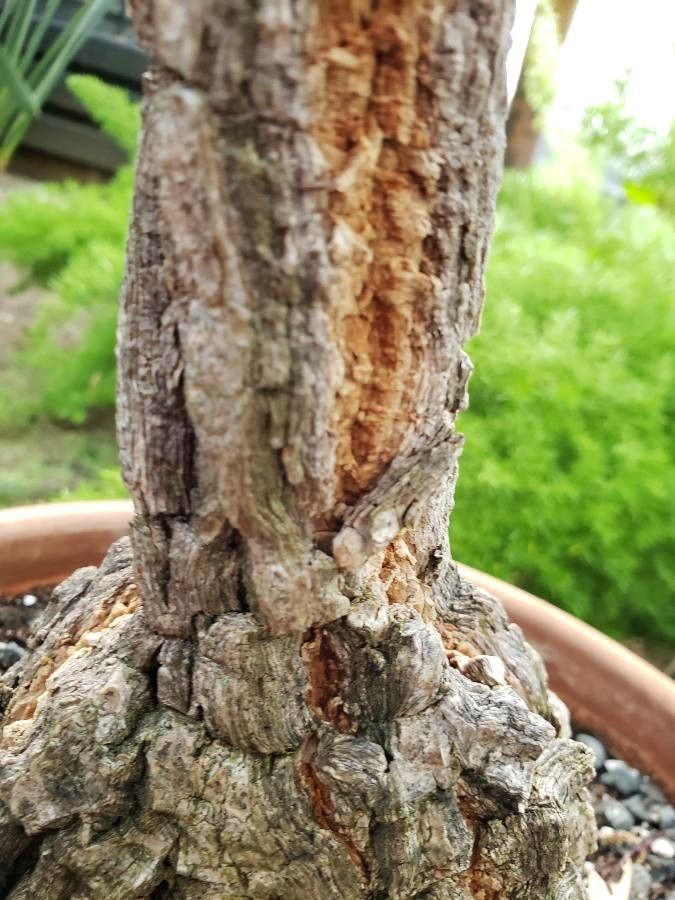 Cussonia paniculata bark