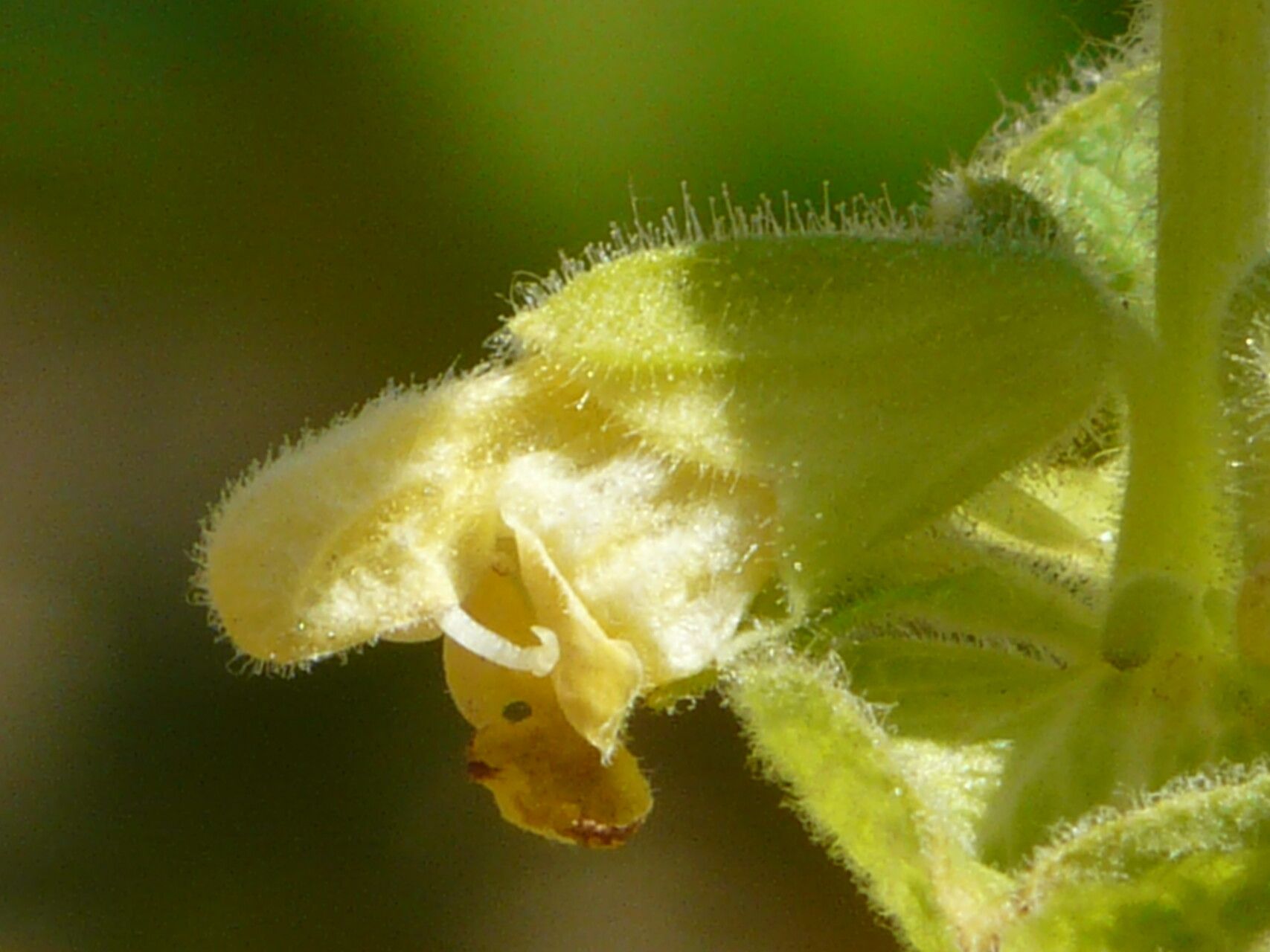 Salvia campanulata — houseplant care guide