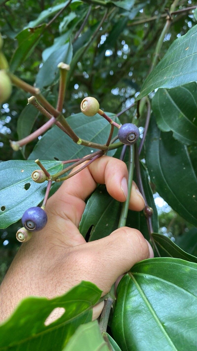 Miconia conochiriquensis fruit