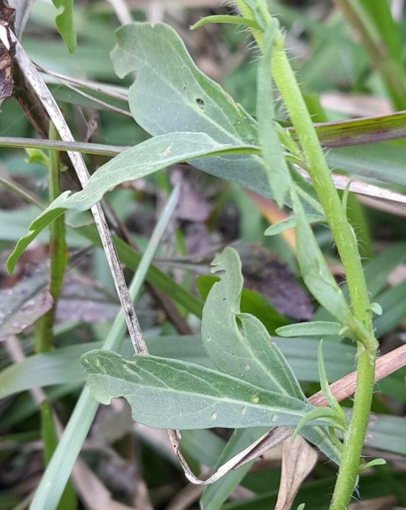Petunia interior — houseplant care guide