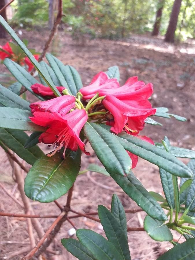 Rhododendron neriiflorum flower