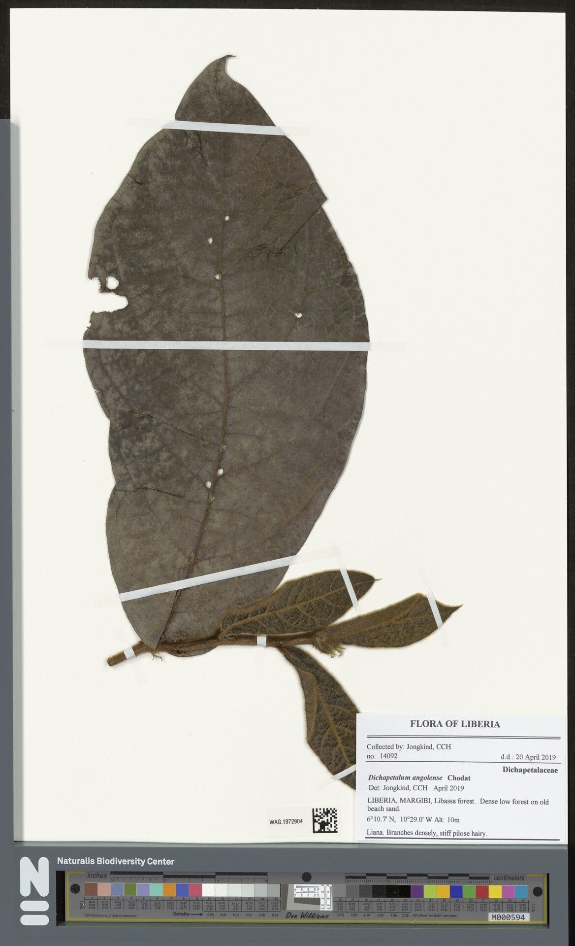 Dichapetalum angolense — related species from the same genus