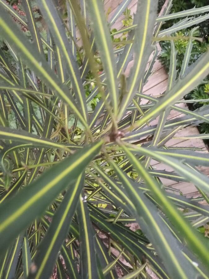 Pseudopanax crassifolius leaf