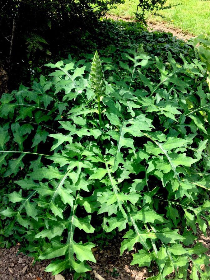 Acanthus hungaricus habit