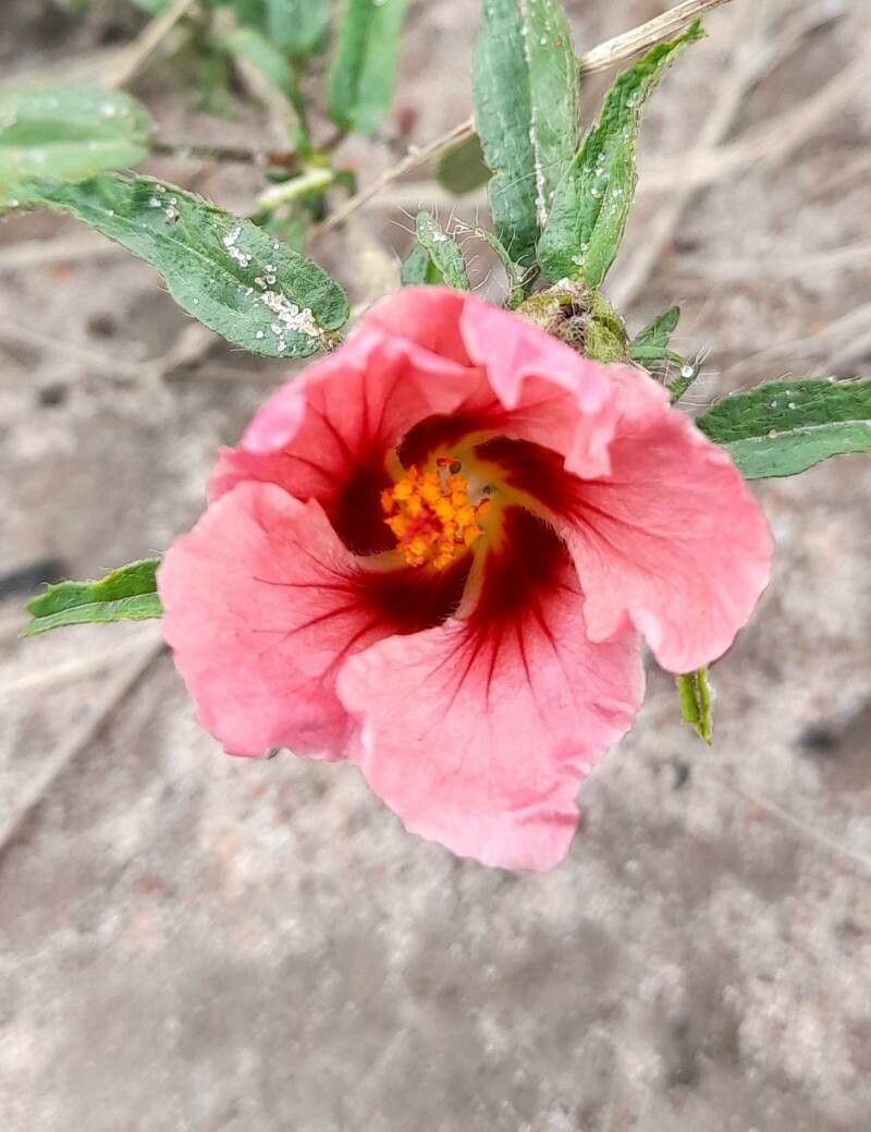 Sida anomala — related species from the same genus