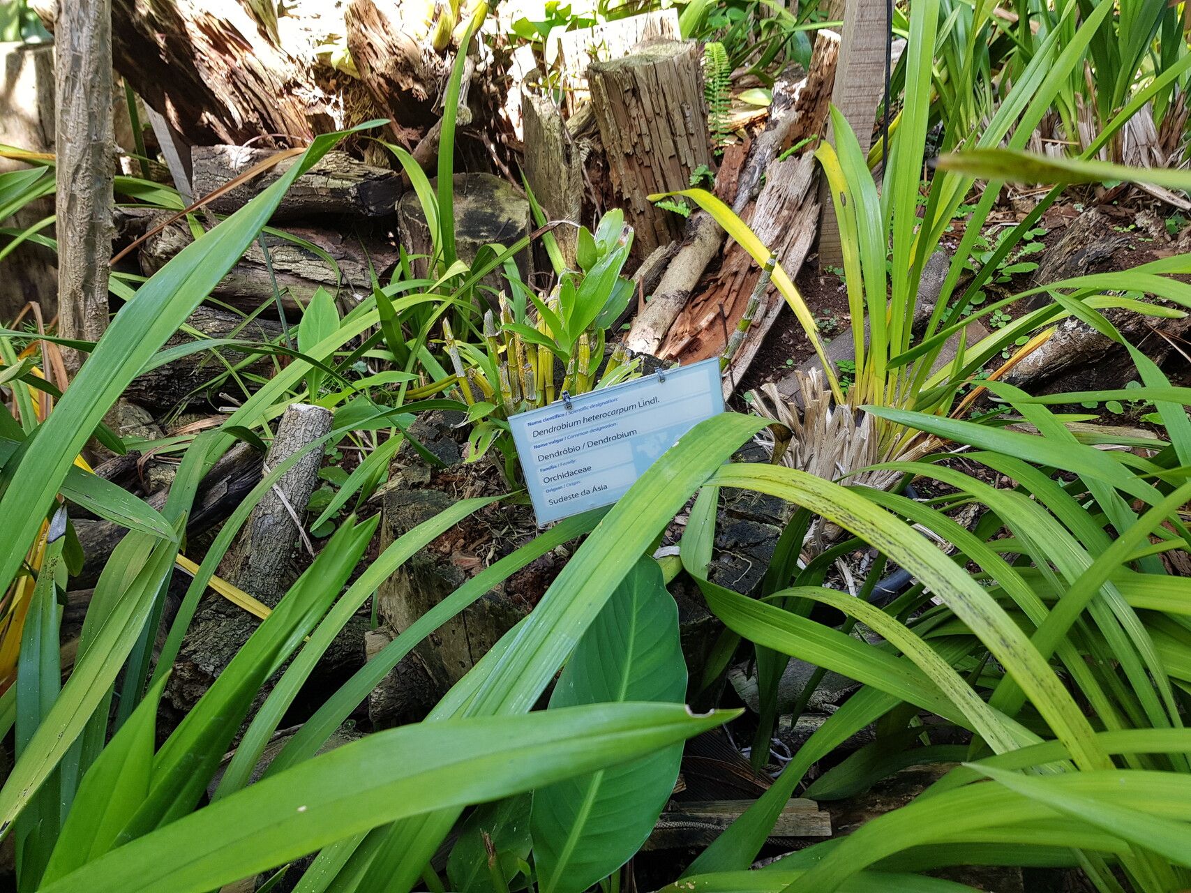 Dendrobium heterocarpum — houseplant care guide