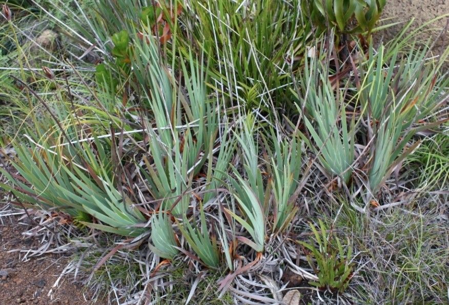 Patersonia neocaledonica habit