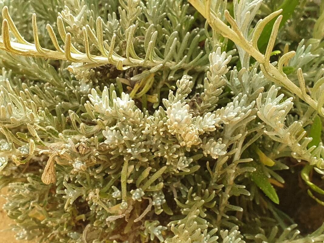 Helichrysum conglobatum — search result for 'Helichrysum'