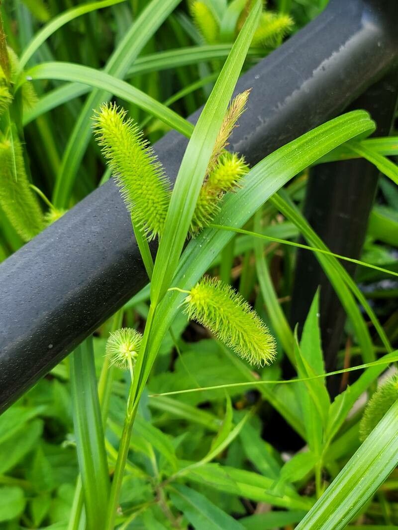 Carex comosa flower