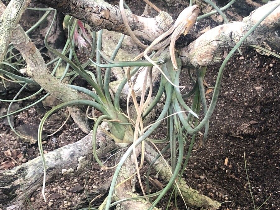 Tillandsia tricolor — search result for 'Guatemala'