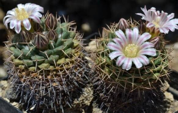 Mammillaria boelderliana — houseplant care guide