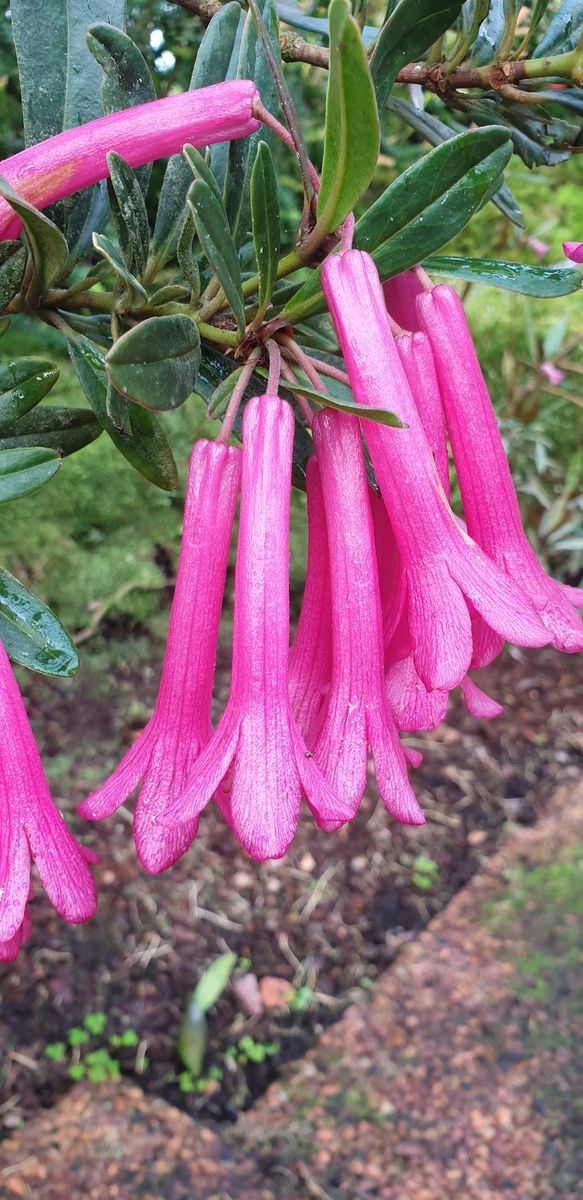 Rhododendron malayanum — houseplant care guide