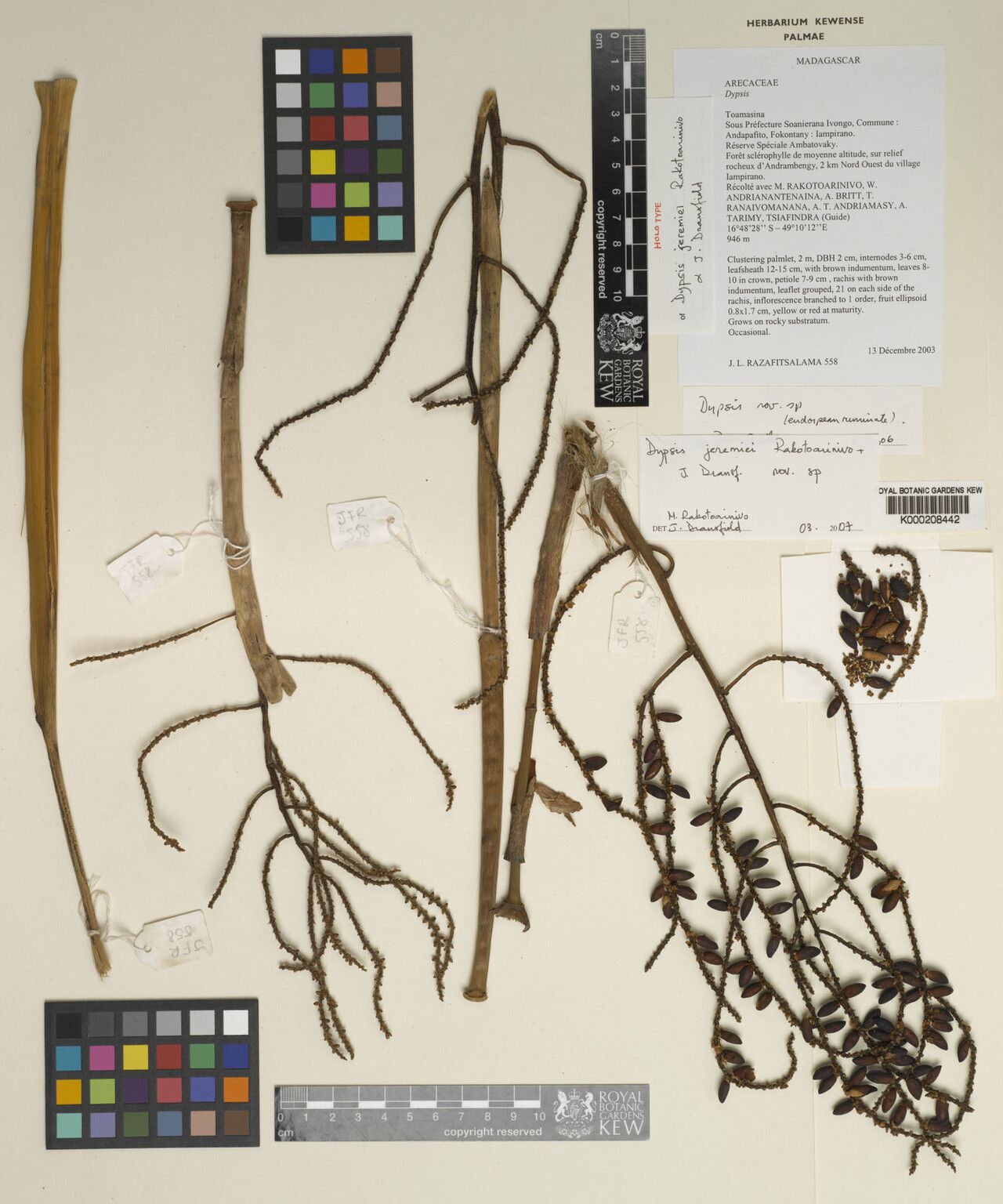 Dypsis jeremiei — search result for 'Dypsis'