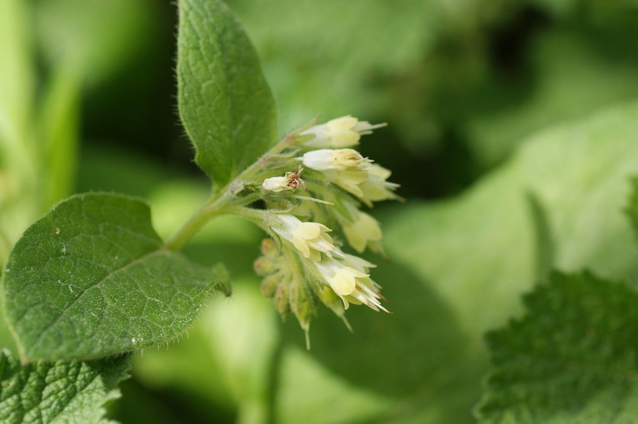 Symphytum bulbosum flower