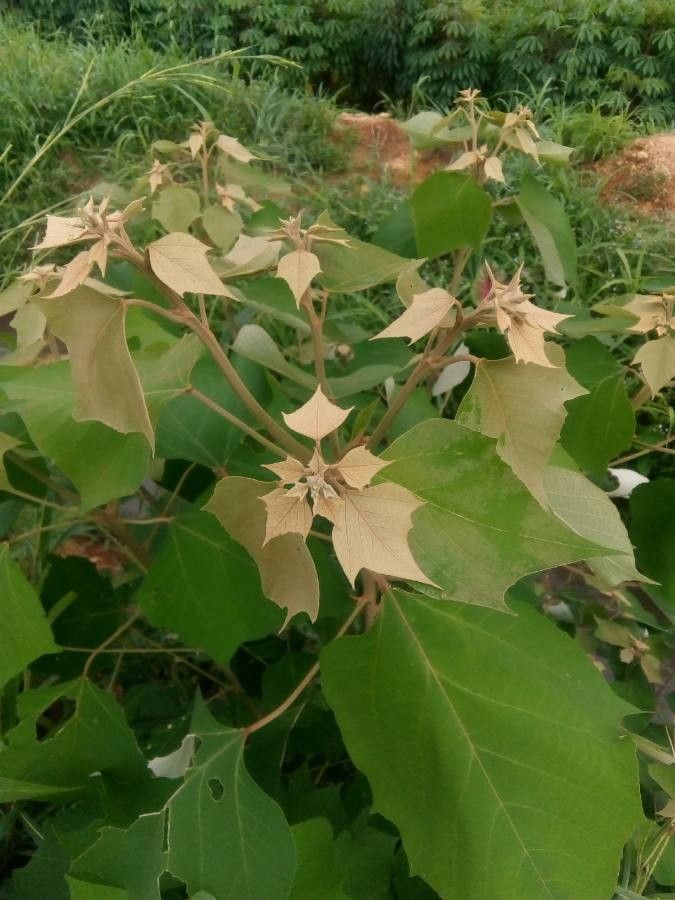 Mallotus apelta leaf