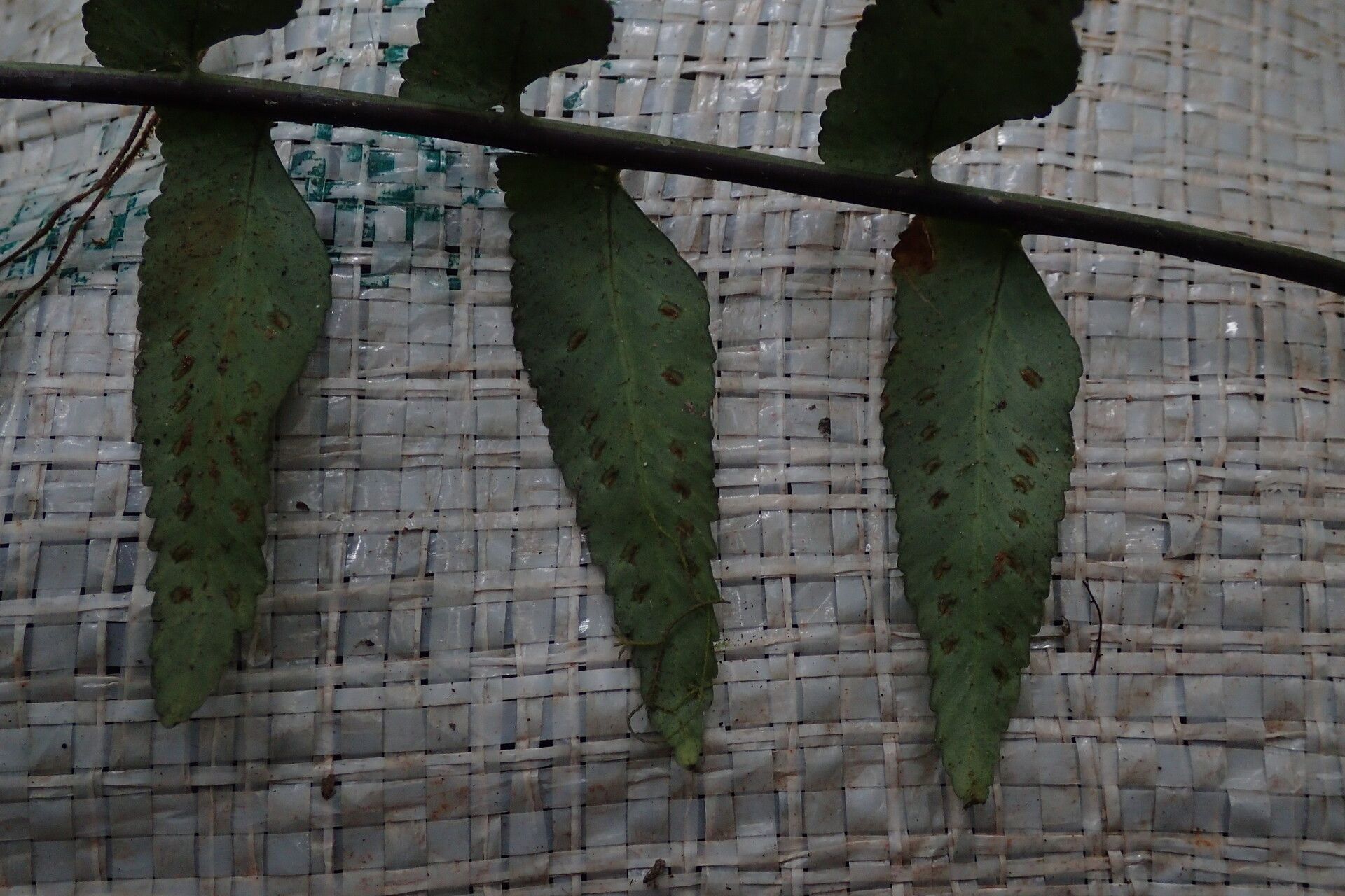 Asplenium staudtii leaf