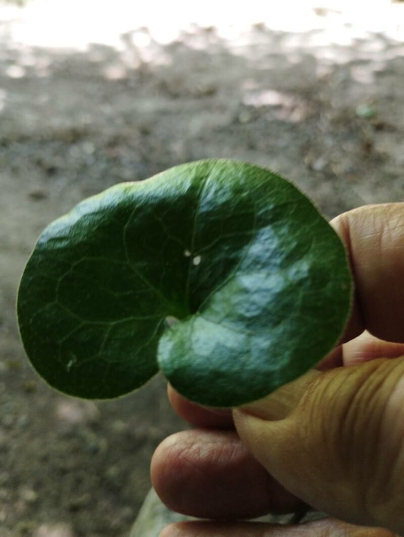 Poa × austrohercynica — houseplant care guide