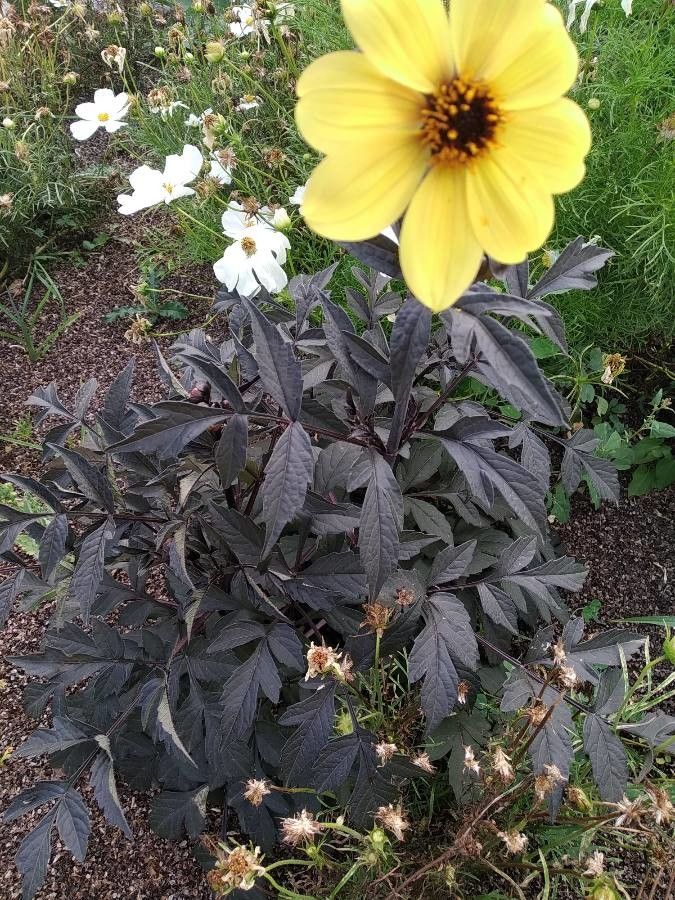 Encelia californica habit