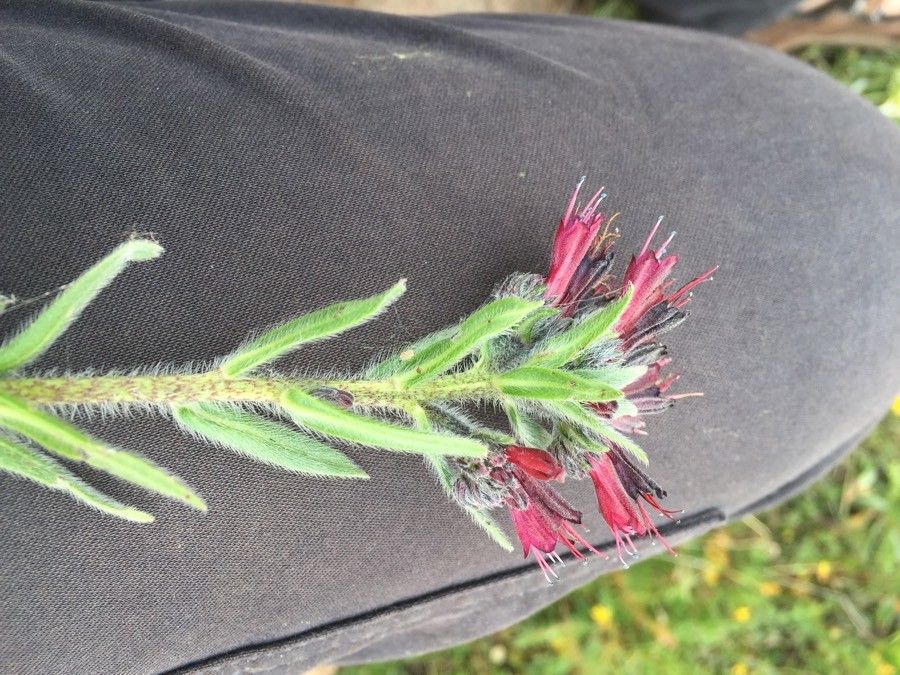 Echium humile flower
