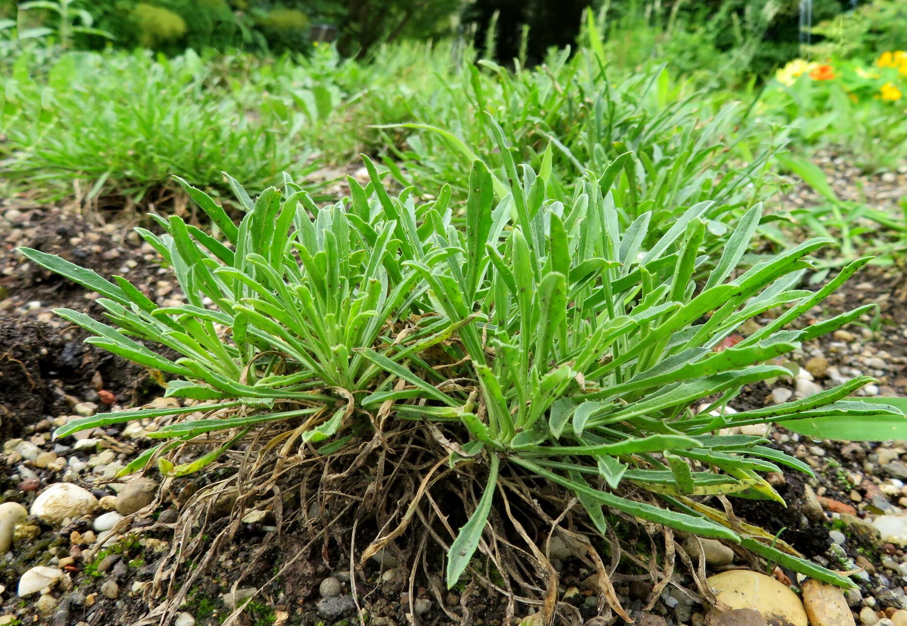 Erysimum smyrnaeum — houseplant care guide