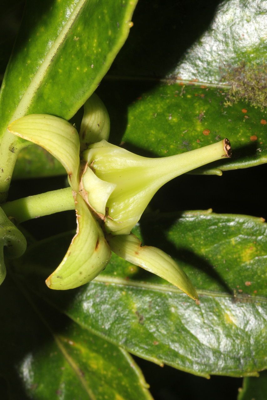 Roussea simplex fruit