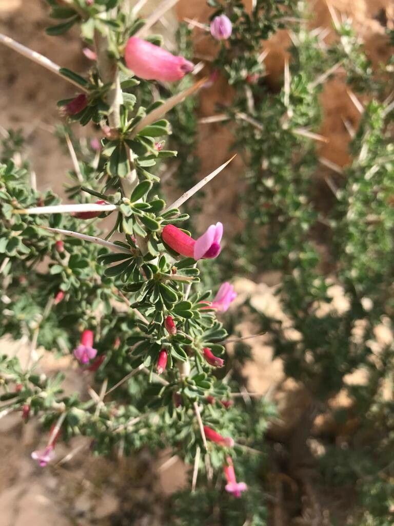 Astragalus fasciculifolius flower
