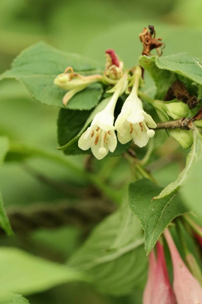 Weigela decora