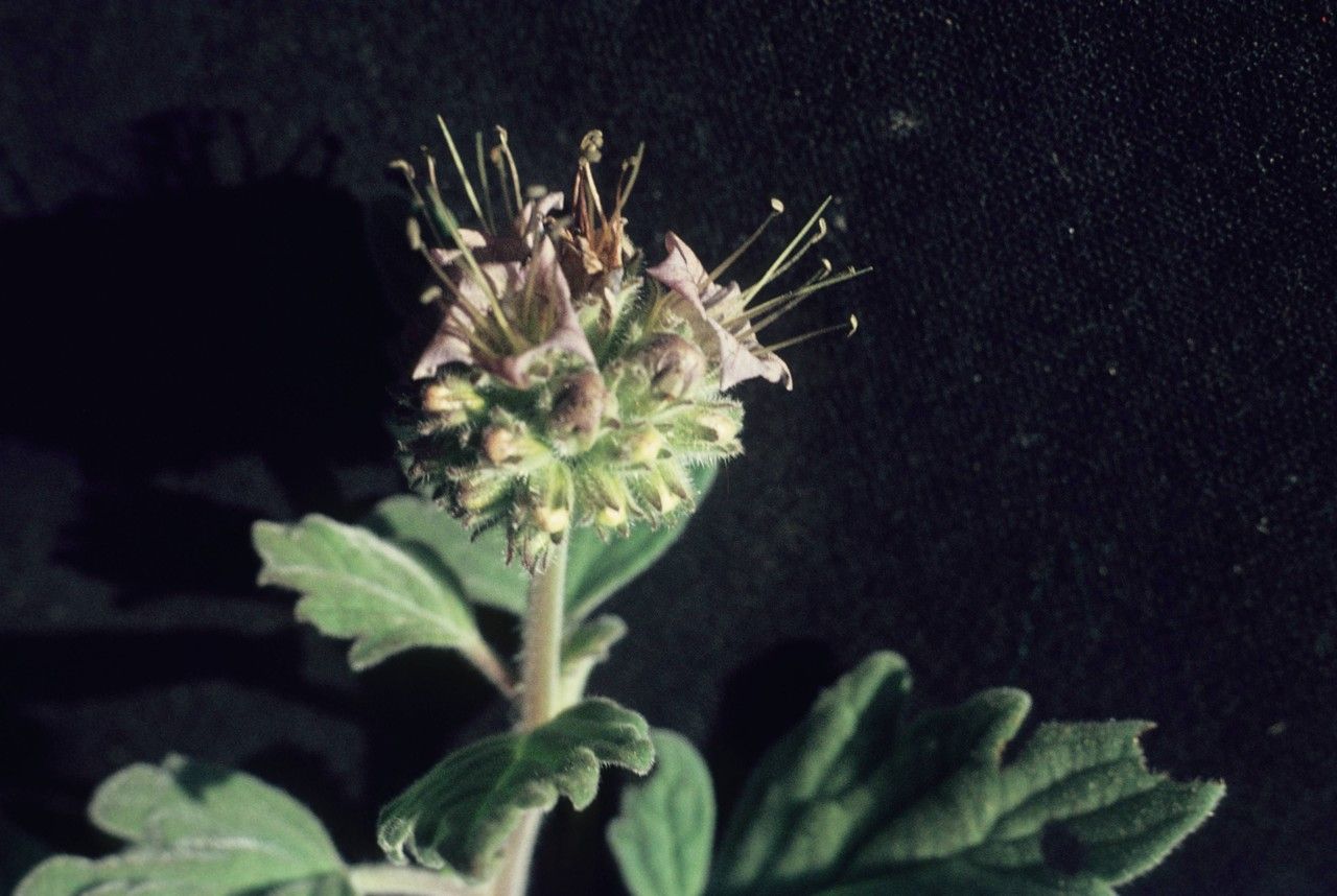 Phacelia hydrophylloides — houseplant care guide