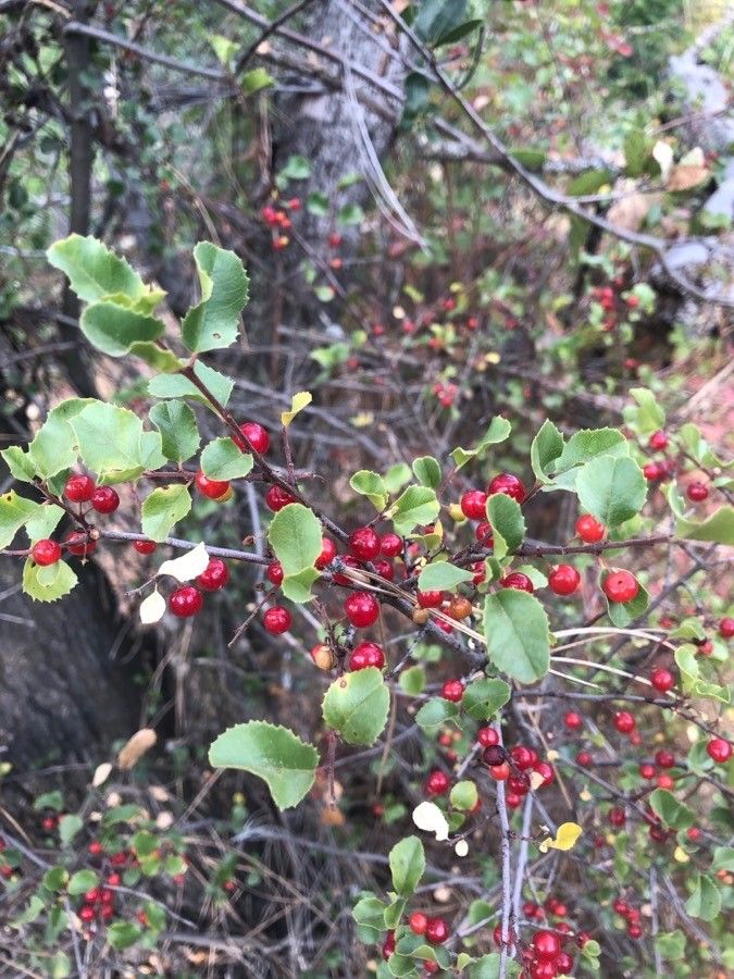 Rhamnus ilicifolia fruit