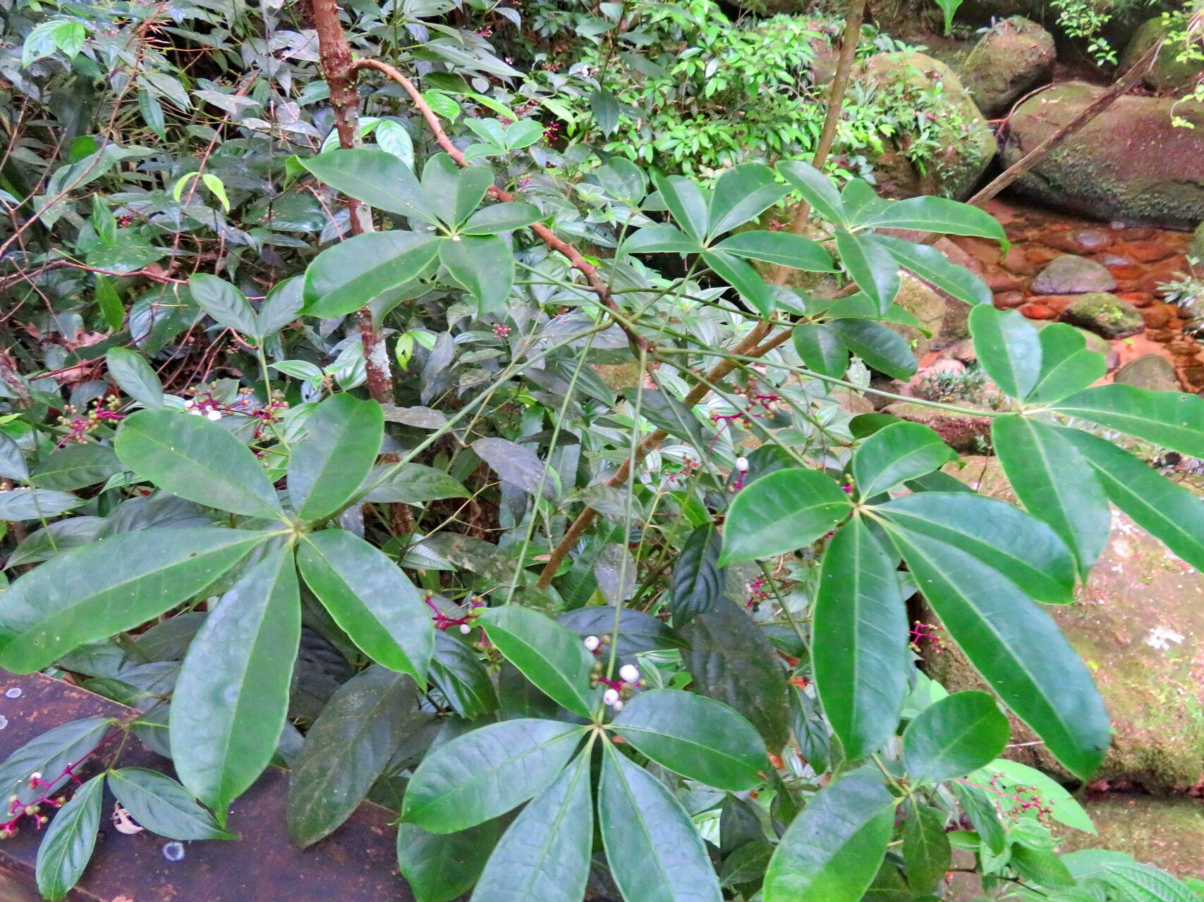 Palicourea deflexa leaf