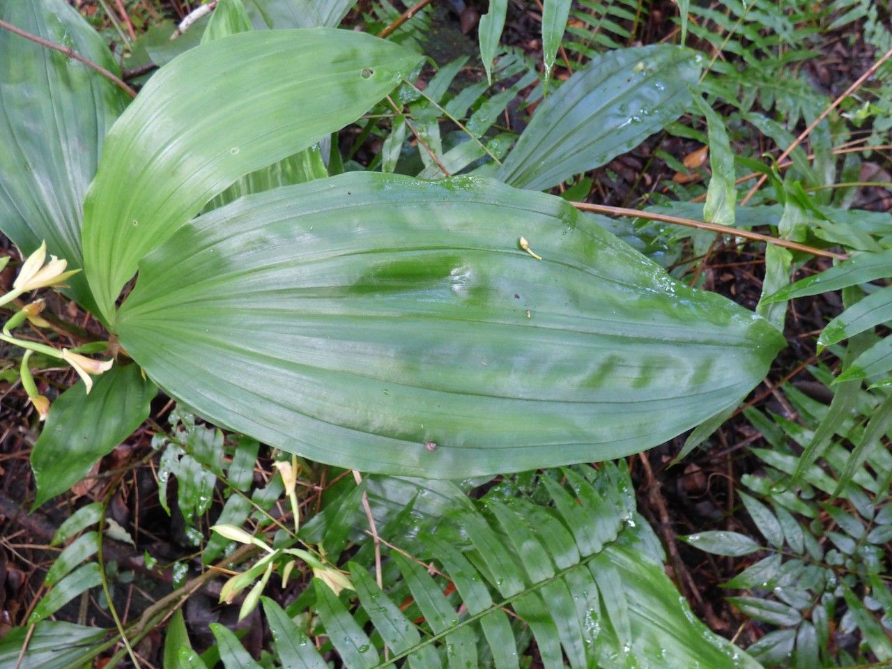 Calanthe tetragona — houseplant care guide