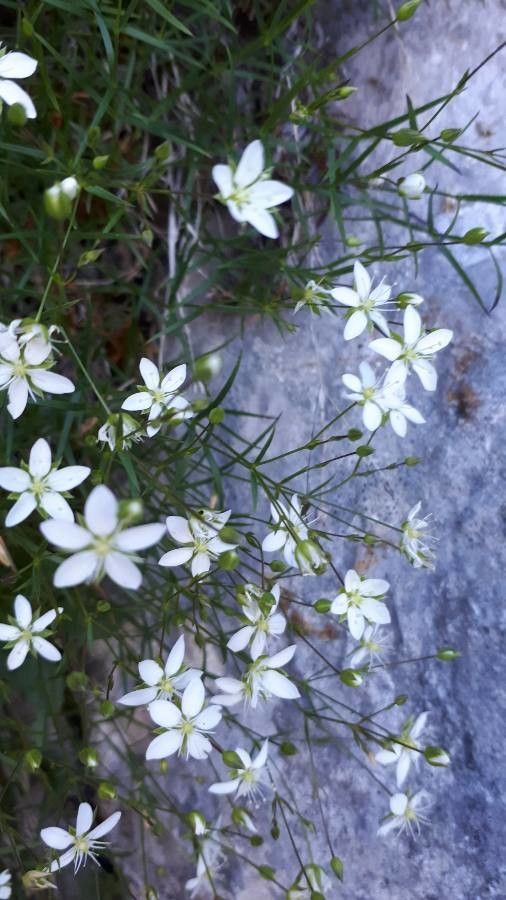 Minuartia grignensis — houseplant care guide