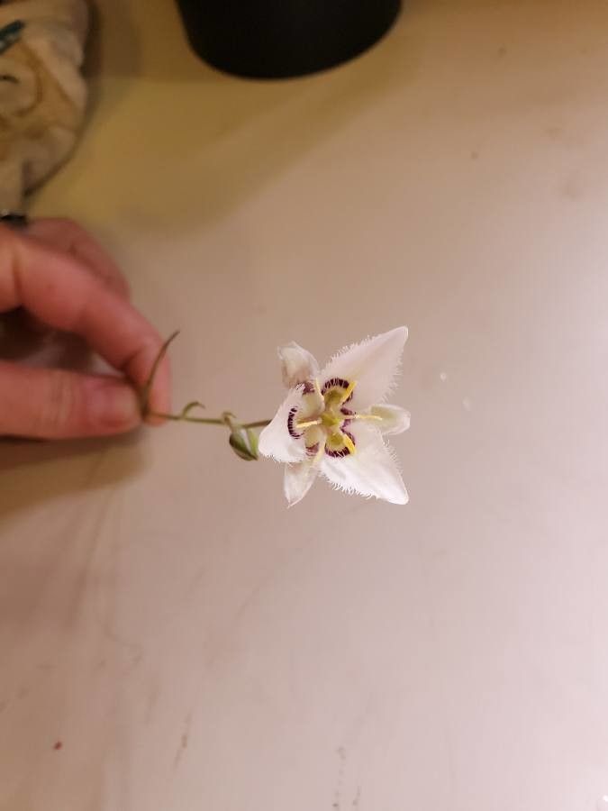 Calochortus lyallii flower