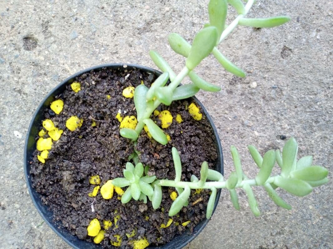 Sedum hemsleyanum leaf