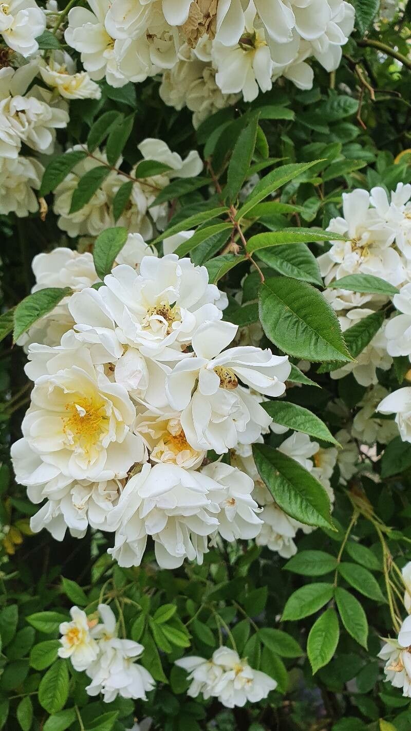 Rosa moschata flower
